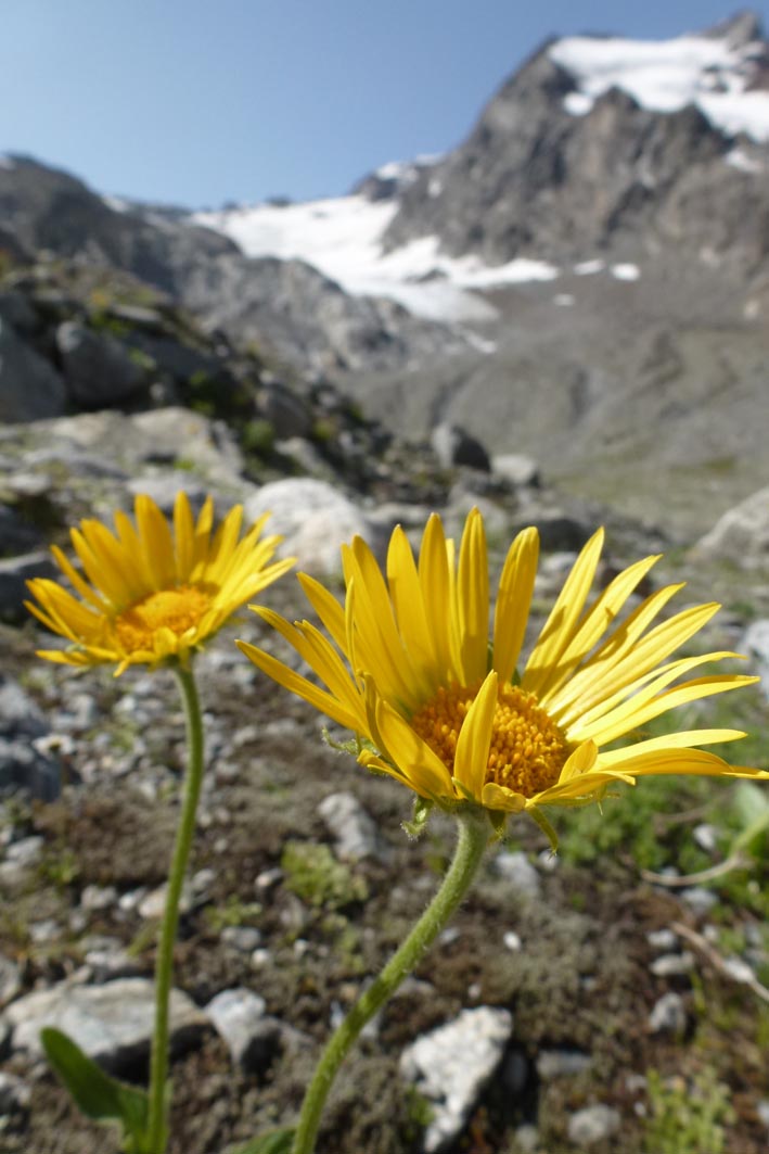 doronicum_clusii