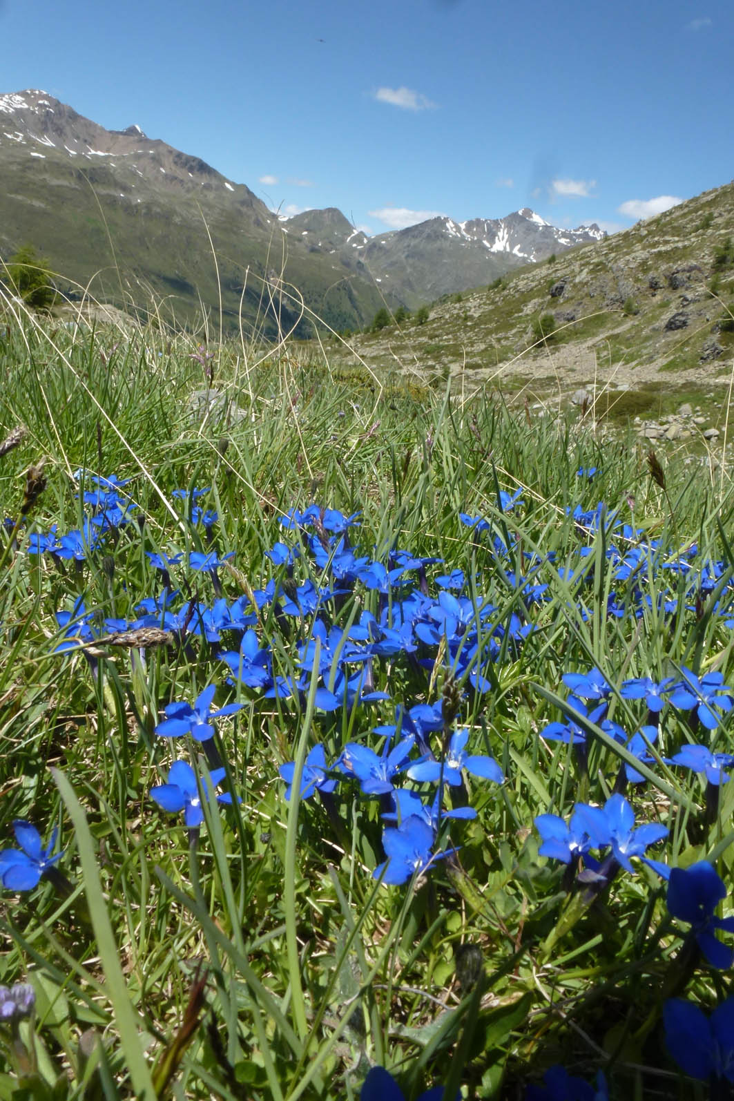 gentiana_verna