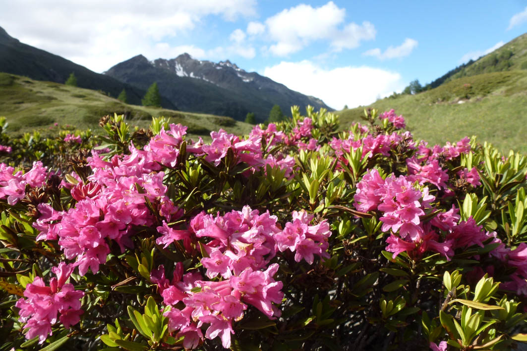 rhododendron_ferrugine