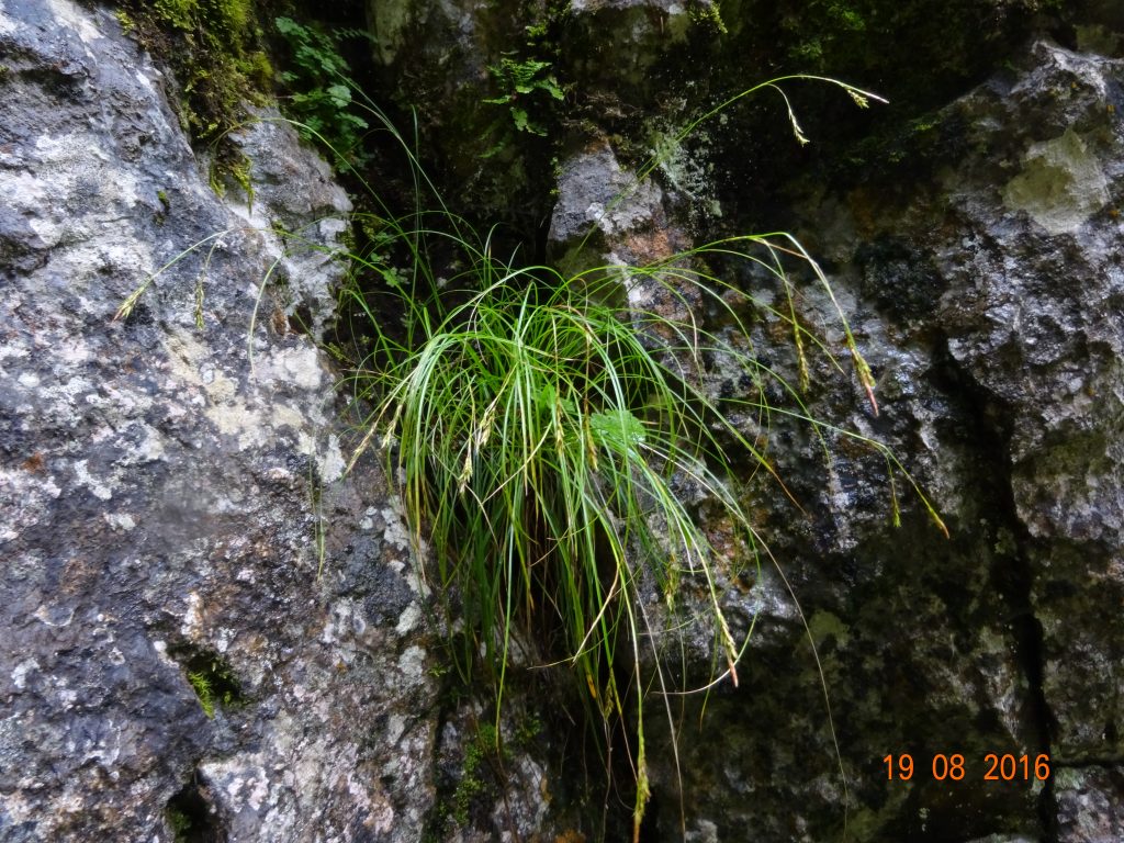 Carex brachystachis