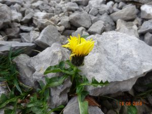 Crepis terglouensis