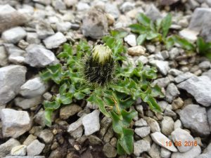 Crepis terglouensis