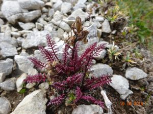 Pedicularis rosea