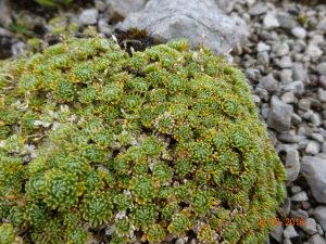 Petrocallis pyrenaica